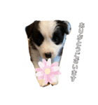ボーダーコリー子犬⓵（個別スタンプ：13）