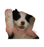 ボーダーコリー子犬⓵（個別スタンプ：14）