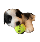 ボーダーコリー子犬⓵（個別スタンプ：15）