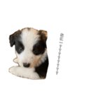 ボーダーコリー子犬⓵（個別スタンプ：16）