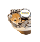 raito0804（個別スタンプ：4）