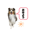 シェルティなベティ（個別スタンプ：2）