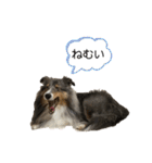 シェルティなベティ（個別スタンプ：7）