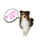 シェルティなベティ（個別スタンプ：17）