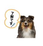 シェルティなベティ（個別スタンプ：21）