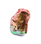 大好きなニャン（個別スタンプ：1）