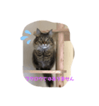 大好きなニャン（個別スタンプ：3）