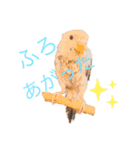 うちのインコ。（個別スタンプ：1）