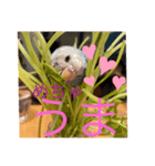 うちのインコ。（個別スタンプ：4）