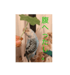 うちのインコ。（個別スタンプ：5）