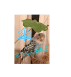 うちのインコ。（個別スタンプ：6）