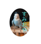うちのインコ。（個別スタンプ：7）