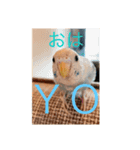 うちのインコ。（個別スタンプ：8）