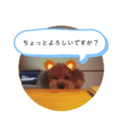 ココ＆ナッツ時々けんじ（個別スタンプ：2）
