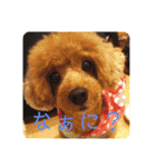 ココ＆ナッツ時々けんじ（個別スタンプ：3）