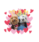 ココ＆ナッツ時々けんじ（個別スタンプ：6）