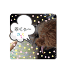 ココ＆ナッツ時々けんじ（個別スタンプ：9）