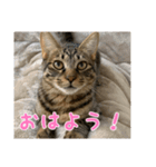 ミックとフックのスタンプ（個別スタンプ：1）