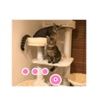 ミックとフックのスタンプ（個別スタンプ：8）