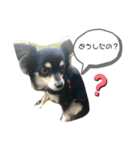 チワワの毎日①（個別スタンプ：1）