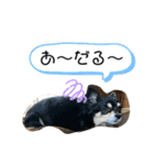 チワワの毎日①（個別スタンプ：2）