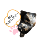 チワワの毎日①（個別スタンプ：6）
