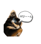 チワワの毎日①（個別スタンプ：12）