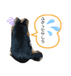 チワワの毎日①（個別スタンプ：14）