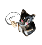 チワワの毎日①（個別スタンプ：15）