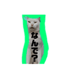 さやかのあにまる！（個別スタンプ：9）
