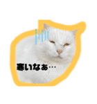 さやかのあにまる！（個別スタンプ：15）