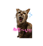 3にゃんずde日常会話①（個別スタンプ：2）