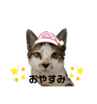 3にゃんずde日常会話①（個別スタンプ：24）
