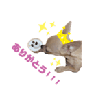 うちのむぎこ（個別スタンプ：2）