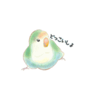 やさトリ（個別スタンプ：16）