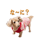 ちょっとおデブなマロンスタンプ（個別スタンプ：1）