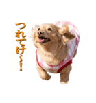 ちょっとおデブなマロンスタンプ（個別スタンプ：10）