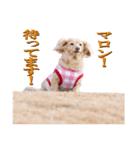 ちょっとおデブなマロンスタンプ（個別スタンプ：20）