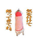ちょっとおデブなマロンスタンプ（個別スタンプ：21）