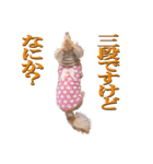 ちょっとおデブなマロンスタンプ（個別スタンプ：22）