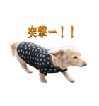 ちょっとおデブなマロンスタンプ（個別スタンプ：24）
