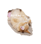 ちゃあちゃん 猫スタンプ3（個別スタンプ：1）