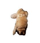 ちゃあちゃん 猫スタンプ3（個別スタンプ：3）