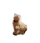 ちゃあちゃん 猫スタンプ3（個別スタンプ：5）