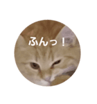 ちゃあちゃん 猫スタンプ3（個別スタンプ：6）