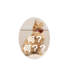 ちゃあちゃん 猫スタンプ3（個別スタンプ：7）