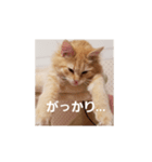 ちゃあちゃん 猫スタンプ3（個別スタンプ：8）