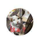 ハナテンスタンプ（個別スタンプ：4）