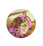 ハナテンスタンプ（個別スタンプ：8）
