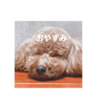 ココメル、時々レオ①（個別スタンプ：2）